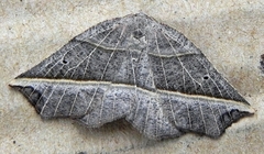 Metanema determinata