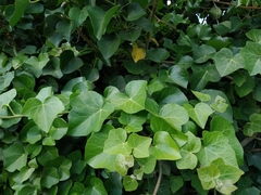 Hedera azorica