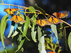 Danaus plexippus