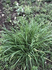 Setaria macrostachya