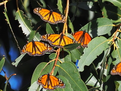 Danaus plexippus