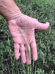 Setaria macrostachya