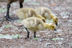 Branta canadensis