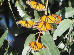 Danaus plexippus