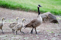 Branta canadensis