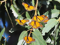 Danaus plexippus