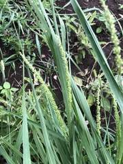 Setaria macrostachya