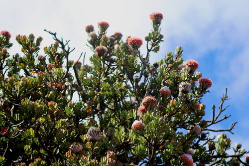 Image of Protea rupicola by no rights reserved