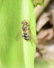 Anasimyia anausis