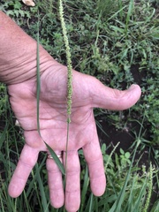 Setaria macrostachya