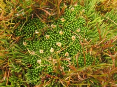 Phyllachne clavigera