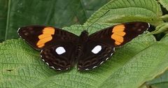 Adelpha leucophthalma
