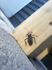 Elasmopoda valga