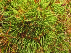 Oreobolus pectinatus