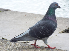 Columba livia domestica