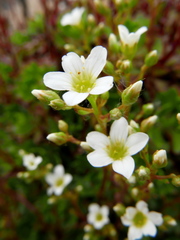 Saxifraga cuneata