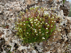 Saxifraga cuneata