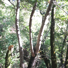 Pimenta racemosa
