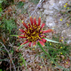 Tragopogon crocifolius
