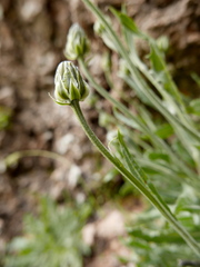 Crepis albida
