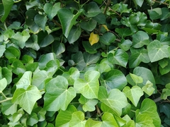 Hedera azorica