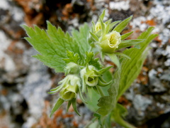 Geum heterocarpum