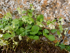 Geum heterocarpum