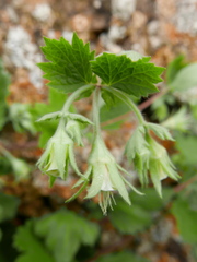 Geum heterocarpum