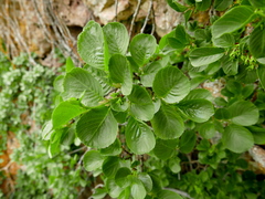 Rhamnus alpina