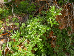 Rhamnus pumila