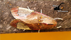 Bertholdia specularis