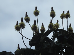 Tachigali paniculata