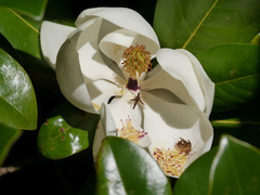 Strangalia luteicornis