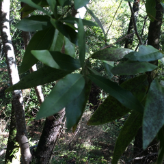 Pimenta racemosa