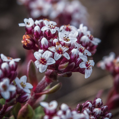 Crassula setulosa setulosa