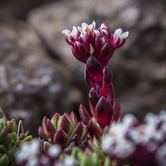 Crassula setulosa setulosa