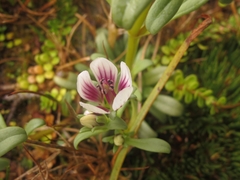 Gentianella cerina
