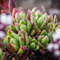 Crassula setulosa setulosa