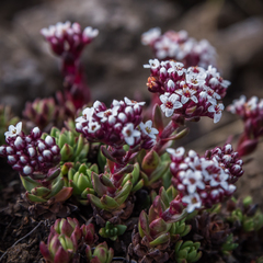 Crassula setulosa setulosa