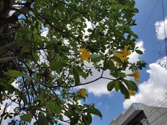 Allamanda cathartica