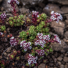 Crassula setulosa setulosa