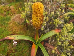 Bulbinella rossii