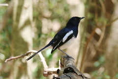 Copsychus albospecularis