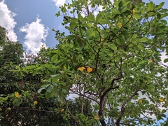 Allamanda cathartica