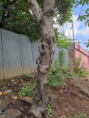 Allamanda cathartica