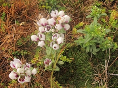 Gentianella cerina