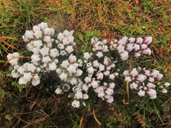 Gentianella cerina