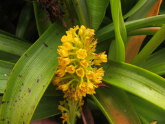 Bulbinella rossii
