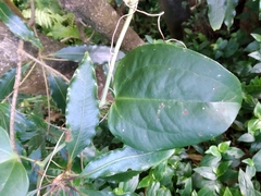 Smilax azorica