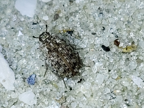 Leichenum canaliculatum photo 5